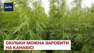 🌿 Скільки можна заробити на вирощуванні канабісу? В Україні хочуть легалізувати коноплі