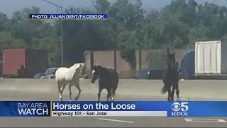 Horses Loose On Highway 101 In San Jose