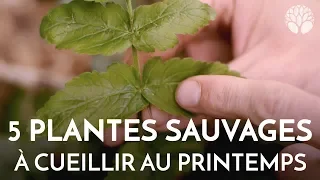 5 plantes sauvages à cueillir au printemps