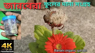 কিভাবে জারবেরা ফুলের দানা সংগ্রহ করব? how to collect garbera seed.  garbera seed collection.4k video