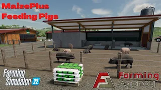 Feeding Pigs with MaizePlus - MaizePlus - FS22