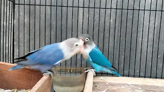 Lovebirds Chirping Sounds - Sky Blue Opaline and Lovebird Cobalt