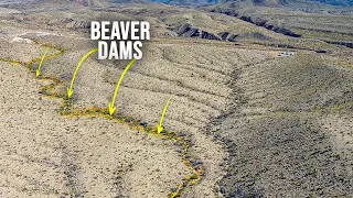 I Want Money To Build Beaver Dams in the Desert