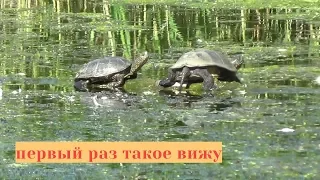 Поиск золота под водой,коп на пляже,неожиданная встреча!