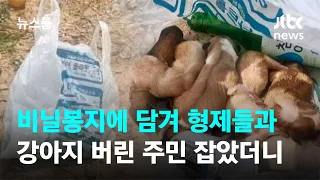 비닐봉지에 담겨 형제들과…강아지 버린 주민 잡았더니 / JTBC 뉴스룸