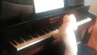 Poodle dog plays the piano.