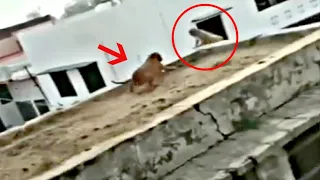 Monkey vs Pitbull - Monkey messes with the wrong dog!!!