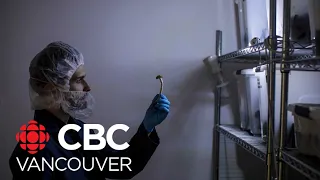 Demand for therapy involving magic mushrooms growing in Canada
