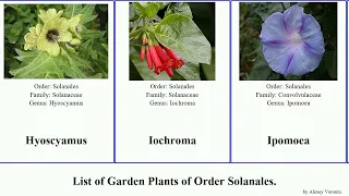 Garden Plants of Order Solanales