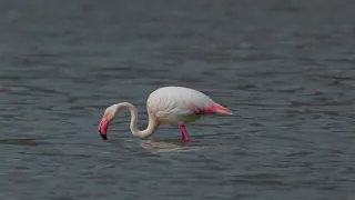 Танец розовогр фламинго (Greater flamingo, Phoenicopterus roseus)