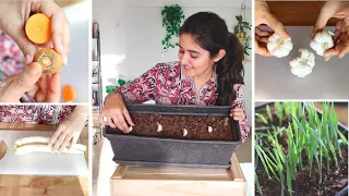 Vegetables and Herbs you can Grow from your Kitchen | Don't buy seeds