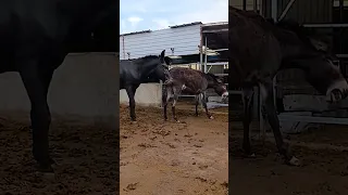 Funniest Donkey Ever Donkey Training the fun way 35