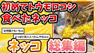 【2ch動物スレ総集編】初めてトウモロコシを食べたネッコが可愛すぎる→絶対手から離さないwww/ネッコ300選!