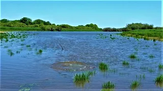 Вода прёт, рыба клюёт! Рыбалка на спиннинг на реке Амур