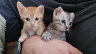 Little kittens from the drainpipe. Kittens Julka and Michelle