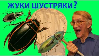 Весенние Жуки Шустряки: Плавунец Быструн, Щелкун Прыгун, Жужелица Бегун, Зерновка Грызун. Прыгают?