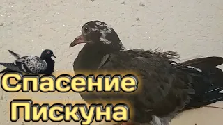 Спасение Пискуна// Как я спас голубёнка