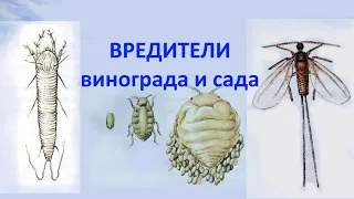 @Начинающему виноградарю. Вредители винограда, сада. Меры борьбы. Вып.5