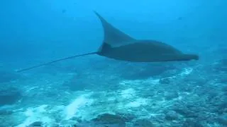 Black "ninja" manta ray