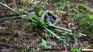 DSLR destroyed by elephant, lowland rainforest, Malaysia. 20210327_085731.uhd