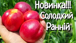 Нектарин Ребус 028