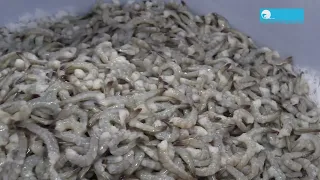 Nobashi Vannamei Shrimp Processing Line