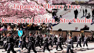 JAPANESE CHERRY TREE blossom, Spring in Kungsträdgården, Stockholm city, 24 April 2022, in 4K