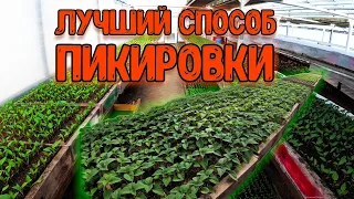 Лучший способ пикировки рассады