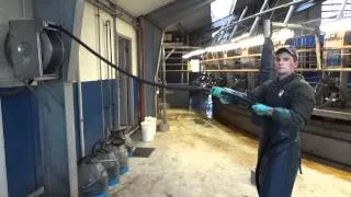 M8.The end of milking. Preparation for cleaning