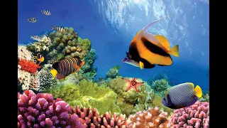 Ocean Habitats: Ocean Life Education Primary Curriculum Resource 1