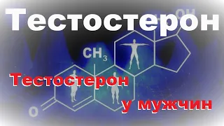 Тестостерон: 1. Тестостерон у мужчин