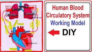 human blood circulatory system working model (heart & lungs) | science exhibition |  craftpiller