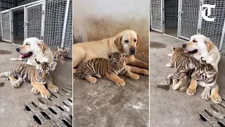 Dog raises three tiger cubs abandoned by mother in China zoo