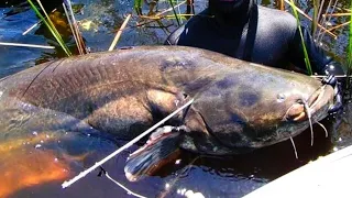 MONSTER CATFISH - 150KG BY SPEARFISHING - This fish pulled me in the water like a boat for 5 minutes