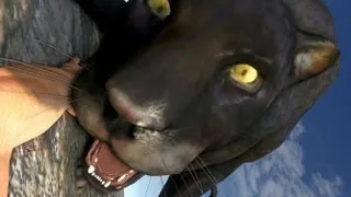 Far Cry 3 Slow Motion Animal Attacks