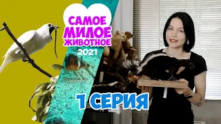 Анонс: самое милое животное 2021