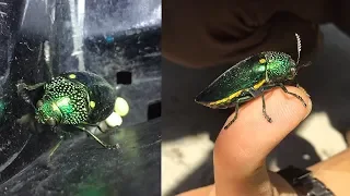 Green Jewel Beetle laid eggs in bike's front storage - SinesKwela