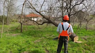 Hogyan döntsünk fát láncfűrésszel? II. rész