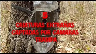 5 Criaturas Extrañas Captadas Por Camaras Trampa