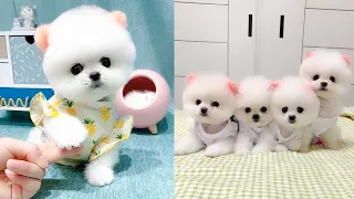Tik Tok Chó Phốc Sóc Mini 😍 Funny and Cute Pomeranian #161