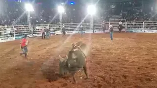 Touro patrão Cia de rodeio paulo emilio