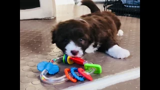 Mini Aussiedoodle Play Time