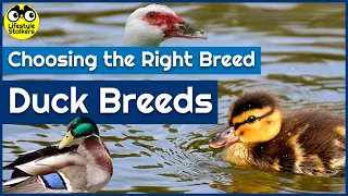 Keeping Ducks - Duck Breeds & Choosing the Right Breed