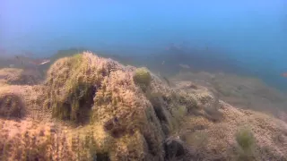 Капшагай и часть его подводного мира