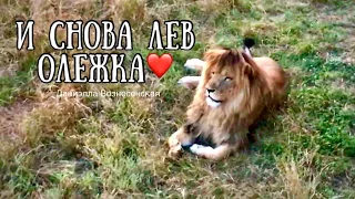 ❣️И снова КРАСАВЧИК лев АЛИ(Олежка).Тайган. Life of lions.  Safari park Taigan .