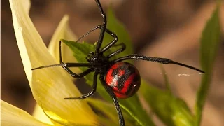 As 10 Aranhas mais Perigosas Do Planeta