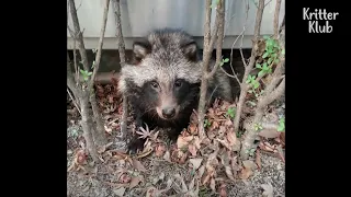 Raccoon Dog Attacks All Residents And Dogs, But..!  | Kritter Klub