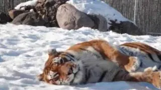 Meet Lilly the Tiger~ The Ambassador of The Wildcat Sanctuary