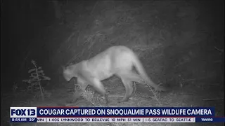 Cougar captured on Snoqualmie Pass wildlife camera | FOX 13 Seattle