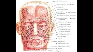 129.   М'язи що оточують ротову щілину - AnatomUa_AUDIO